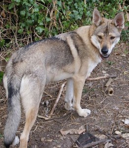 Not a Wolfdog, a Northern Inuit