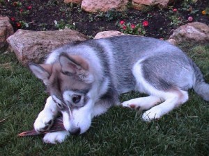 An Alaskan Malamute