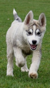 Not a Wolfdog, a Siberian Husky