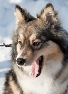 A Finnish Lapphund