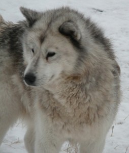 A Canadian Eskimo