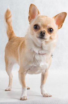 Tan and white Chihuahua standing