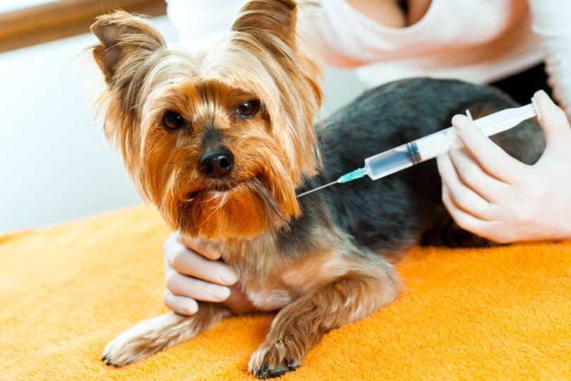 Yorkshire Terrier getting an injection with an unhappy expression