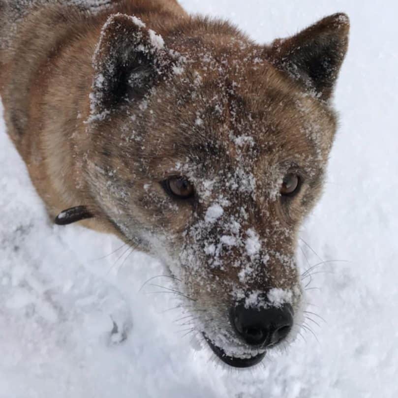 Hokkaido dog in the snow