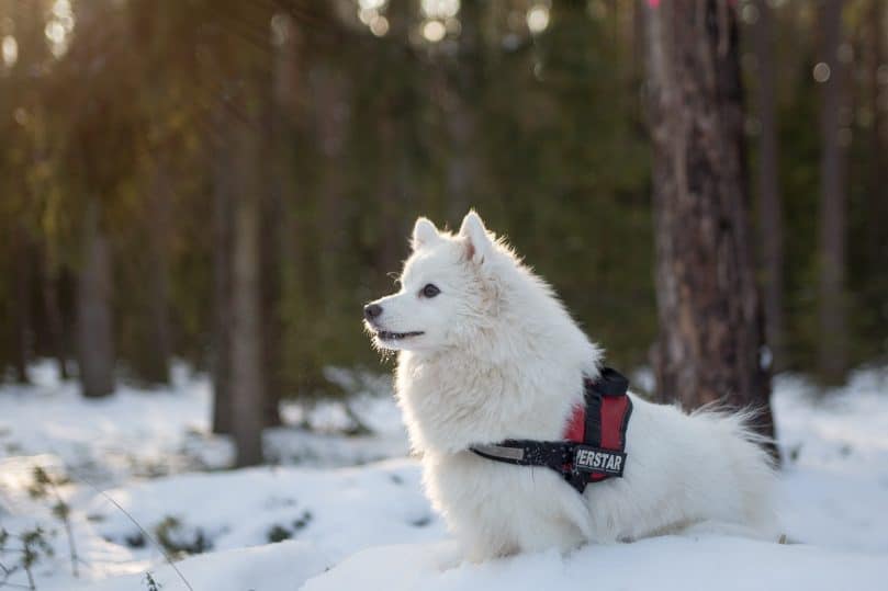 Japanese Spitz in the snow