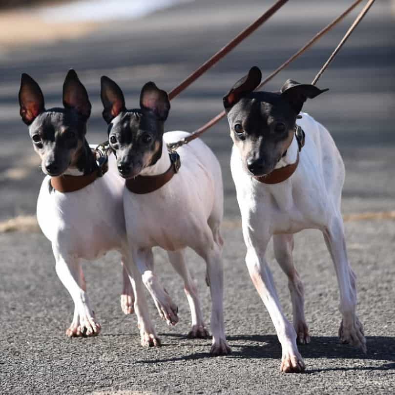 Three Japanese Terrier go on a walk