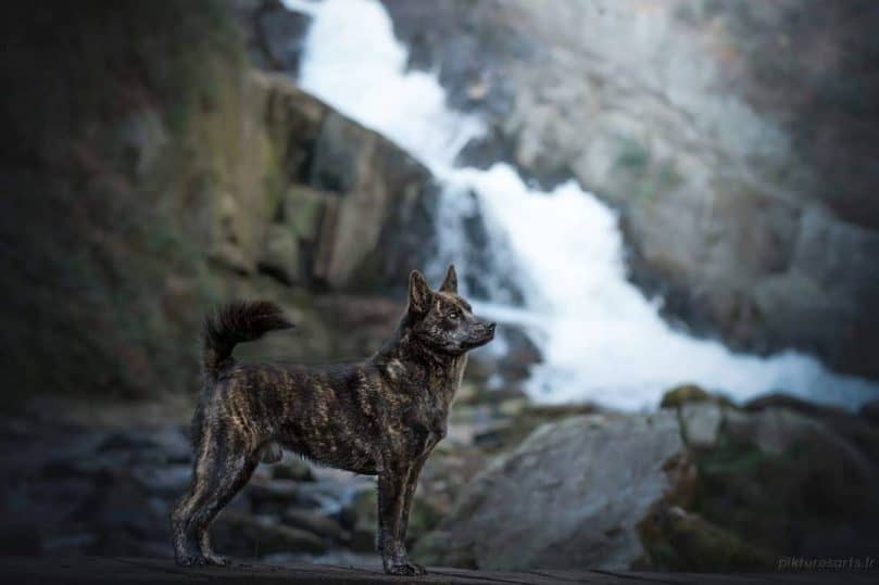 Kaiken Dog stands by a waterfall
