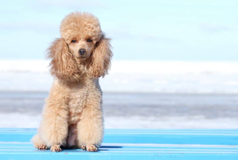 Miniature Poodle on the beach