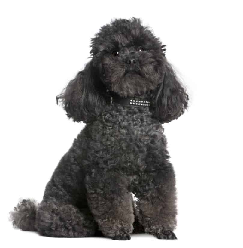 Portrait of a black Toy Poodle