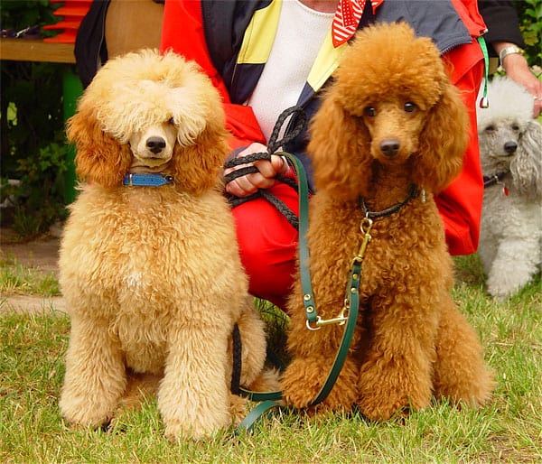 Two Klein Poodles standing side by side