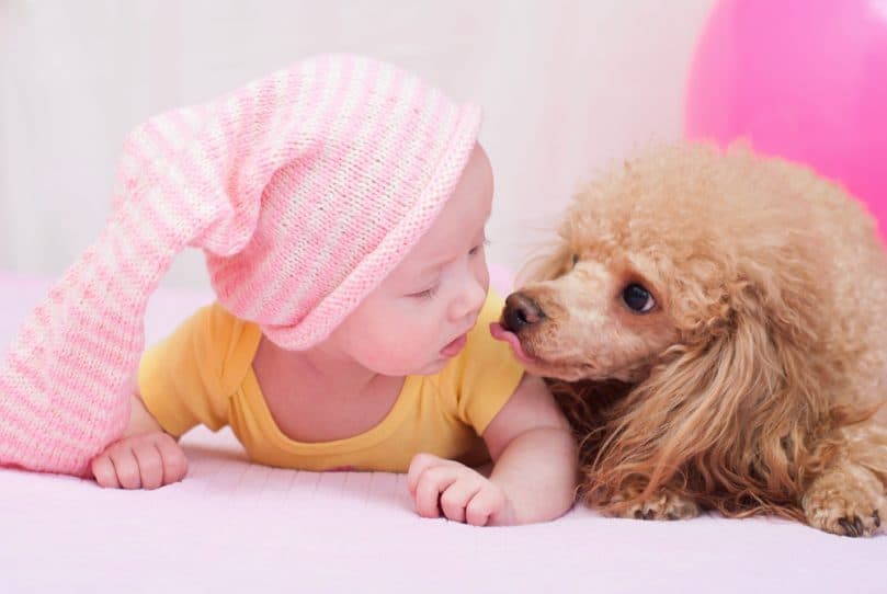 Poodle with a baby