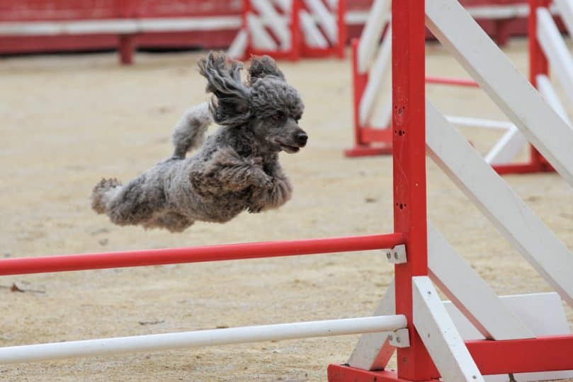 Poodle in the agility course