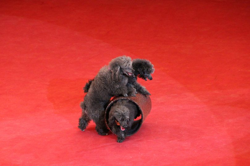 Poodles at the circus