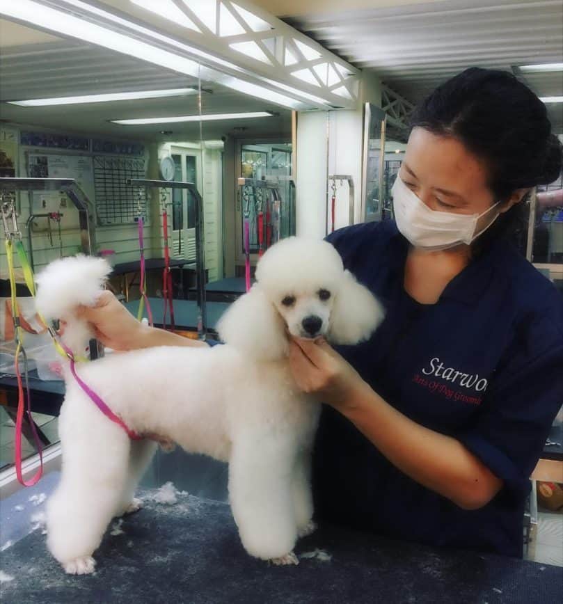 Poodle in a Sporting Clip