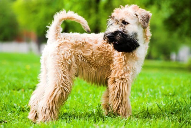 Irish Soft-Coated Wheaten Terrier standing in the grass