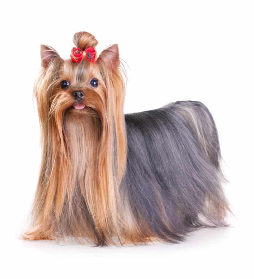 Yorkshire Terrier with long coat and a ribbon