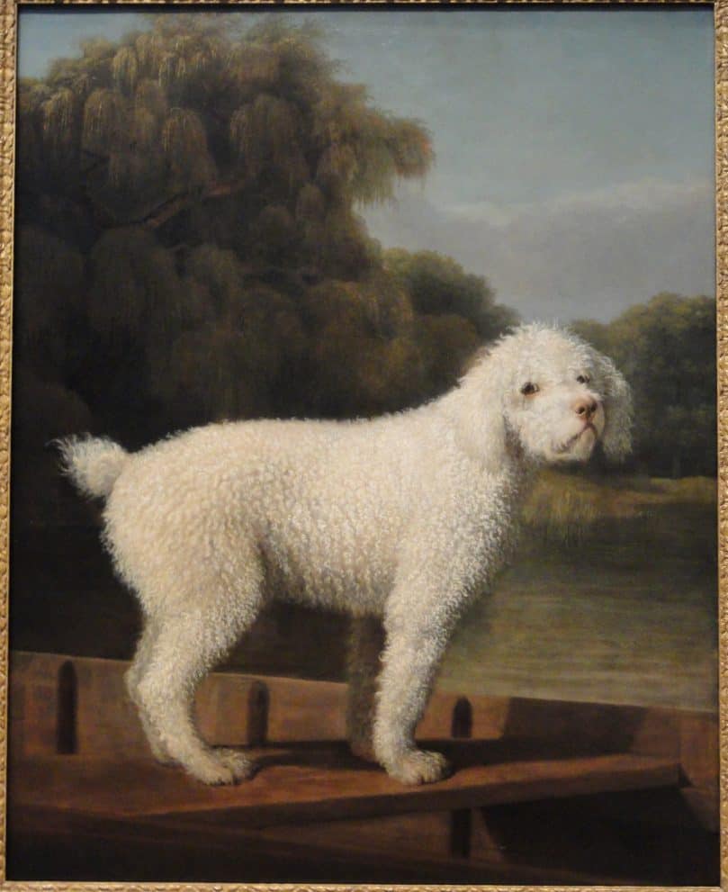 White Poodle in a Punt by George Stubbs, c. 1780, oil on canvas