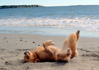 A dog submitting to the ocean