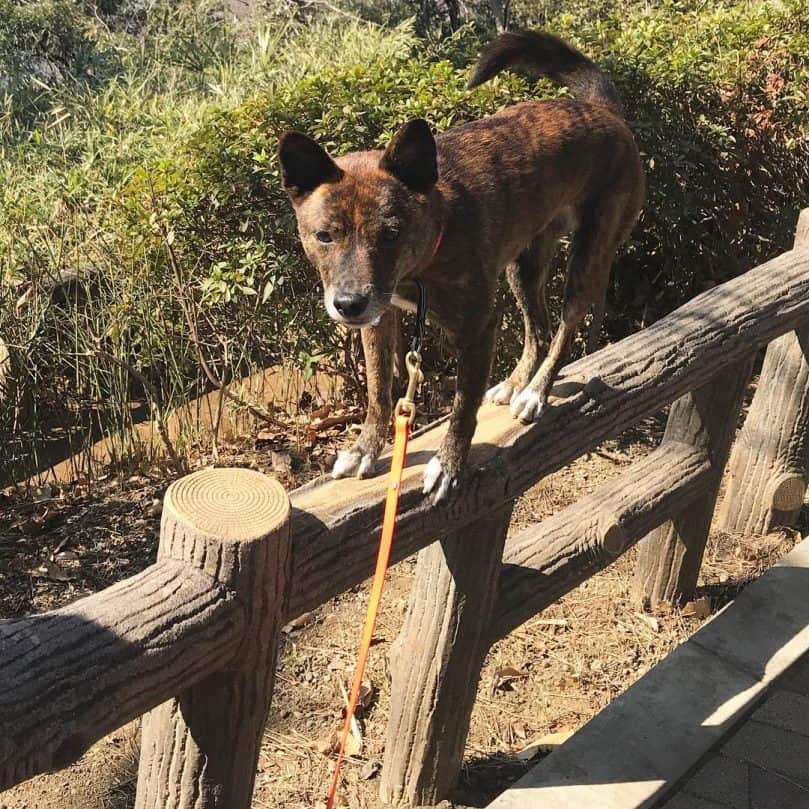 Ryukyu dog climbing a fence