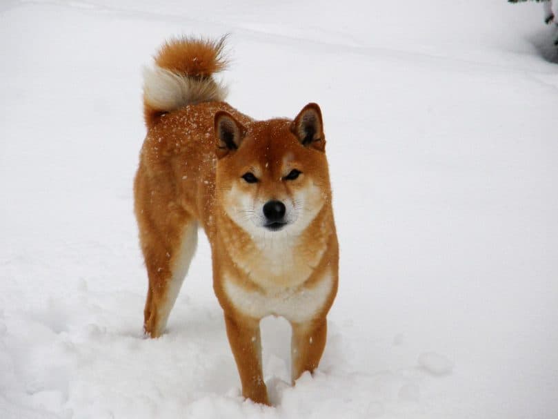 Shiba Inu playing in the snow