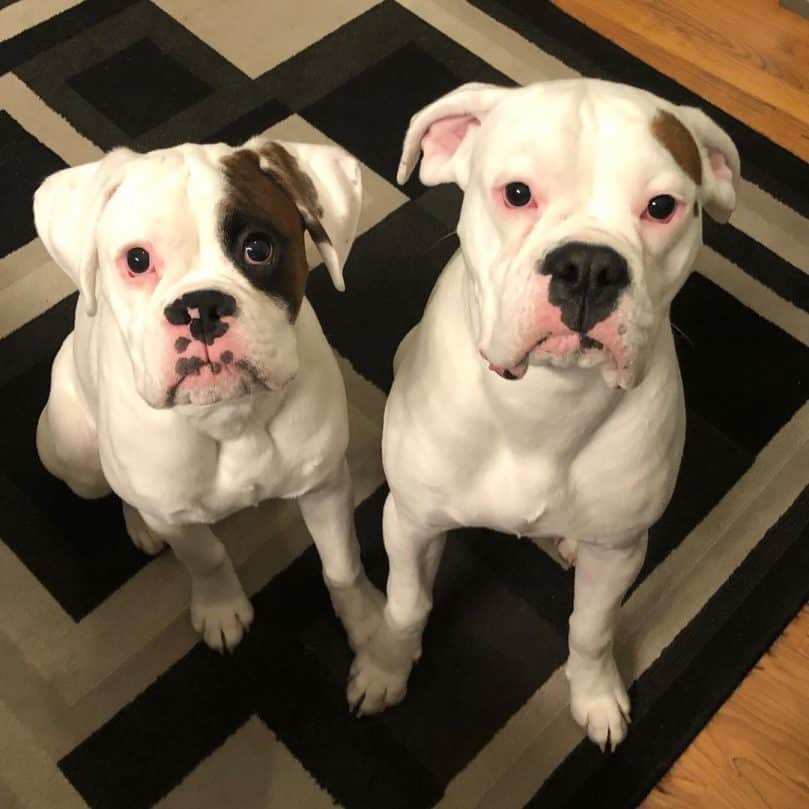 White Boxers side by side